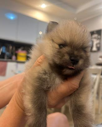 POMERANIA SPITZ -VOLPINO NANO