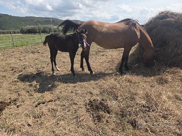 Puledro maschio 5 mesi a Pisa