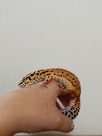 Geco leopardino