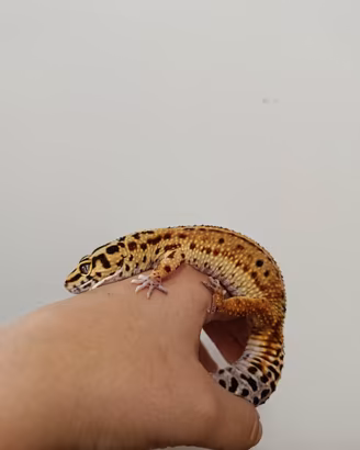 Geco leopardino
