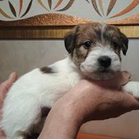 Cuccioli di Jack Russell
