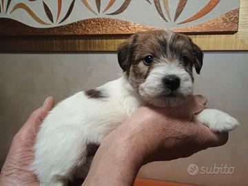 Cuccioli di Jack Russell