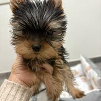 Yorkshire terrier toy femmina