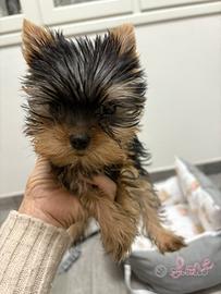 Yorkshire terrier toy femmina
