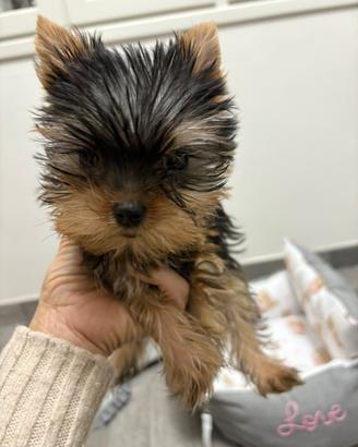 Yorkshire terrier toy femmina