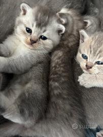 Cuccioli Scottish Fold