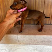 Cucciola di Pinscher Toy