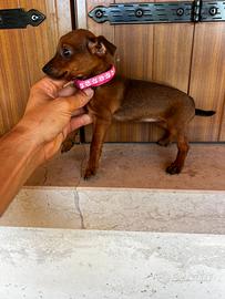 Cucciola di Pinscher Toy