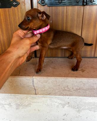 Cucciola di Pinscher Toy