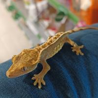 Geko Ciliatus femmina