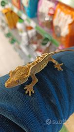 Geko Ciliatus femmina