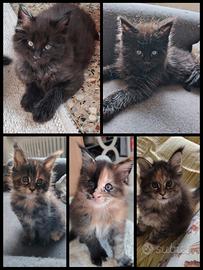 Cuccioli Maine Coon