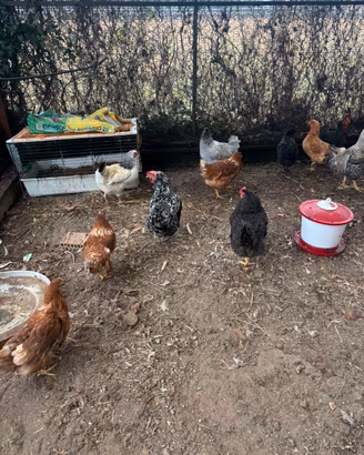 Galline