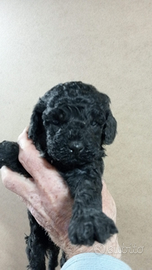 Barboncino mini Toy originali