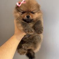 Volpino pomerania FEMMINA rossa 2 mesi disponibile