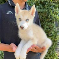 Siberian Husky aventi il pedigree