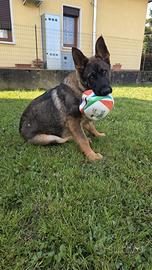 Cucciolo pastore tedesco