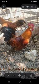 Galline Ornaentali ,nane da combattimento
