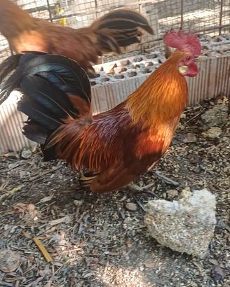 Galline Ornaentali ,nane da combattimento