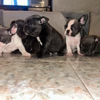 Bulldog francese