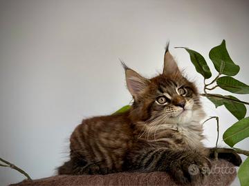 Gattino maine coon pedigree AFeF