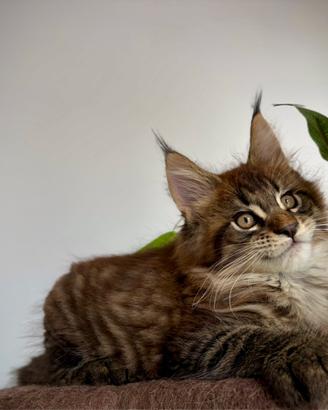 Gattino maine coon pedigree AFeF