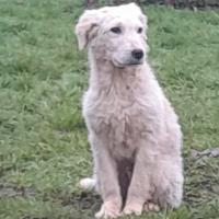 Cucciolo 4 mesi futura taglia media