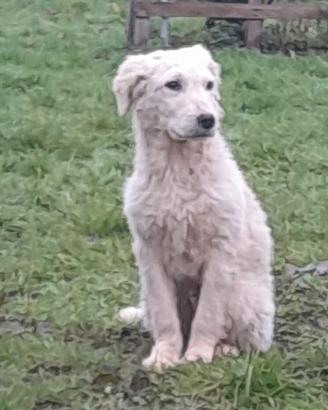 Cucciolo 4 mesi futura taglia media