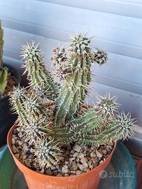 Euphorbia phillipsioides vaso 13