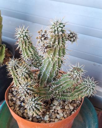 Euphorbia phillipsioides vaso 13