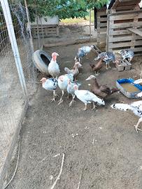 Cuccioli di tacchino. ermellinati di Rovigo