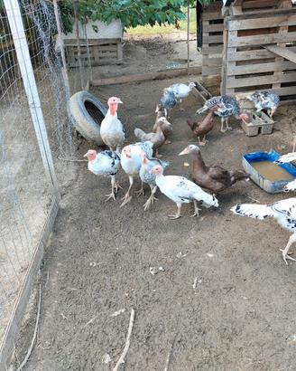 Cuccioli di tacchino. ermellinati di Rovigo