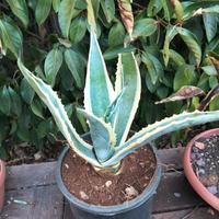 agave americana 