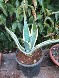 agave americana 
