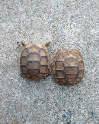 Tartarughe