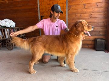 Monta Golden retriever americano
