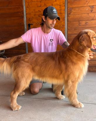 Monta Golden retriever americano