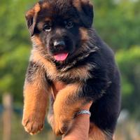 Meravigliosi cuccioli di pastore tedesco