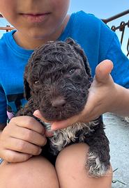 Cuccioli Lagotto Romagnolo