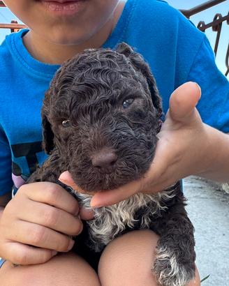 Cuccioli Lagotto Romagnolo