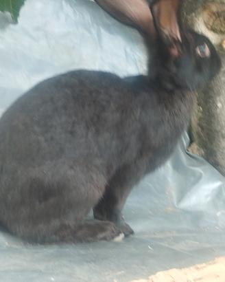 Conigli giganti papillon