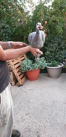 Faraona ornamentale