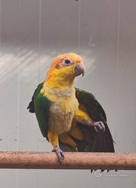 Caicco testa gialla maschio