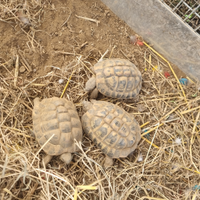 Tartaruga