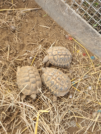 Tartaruga