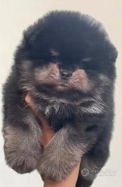 spitz di pomerania nano 