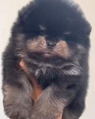 spitz di pomerania nano 