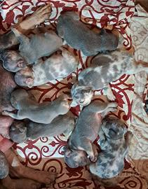 Bulldog francesi esotici