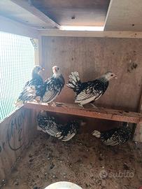 Galline sebright