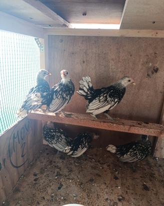 Galline. sebrait argento
